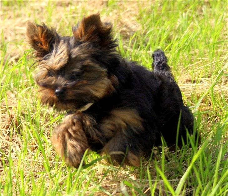 Yorkshire terrier Freja billede 3