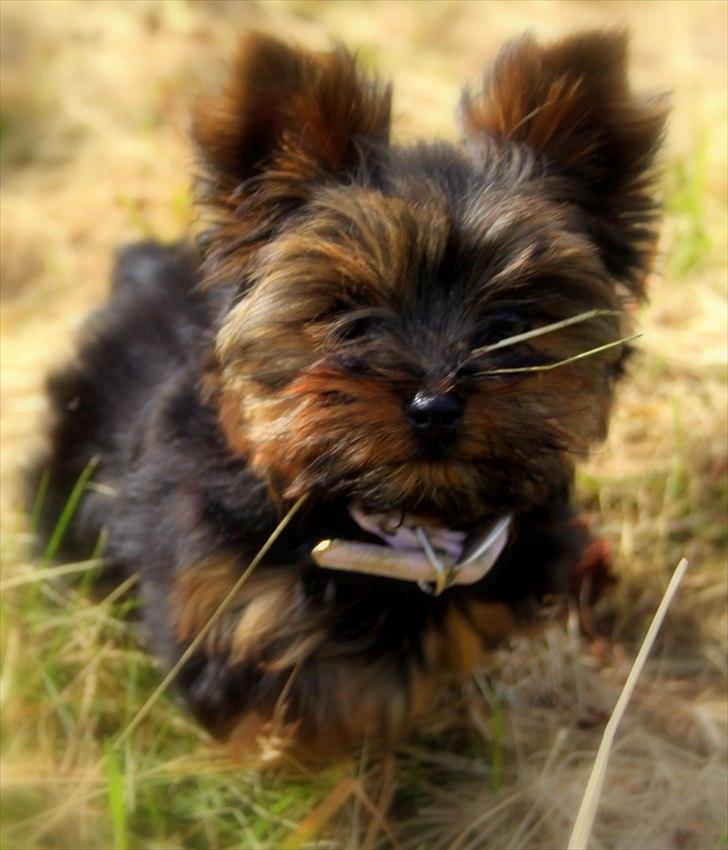 Yorkshire terrier Freja billede 4