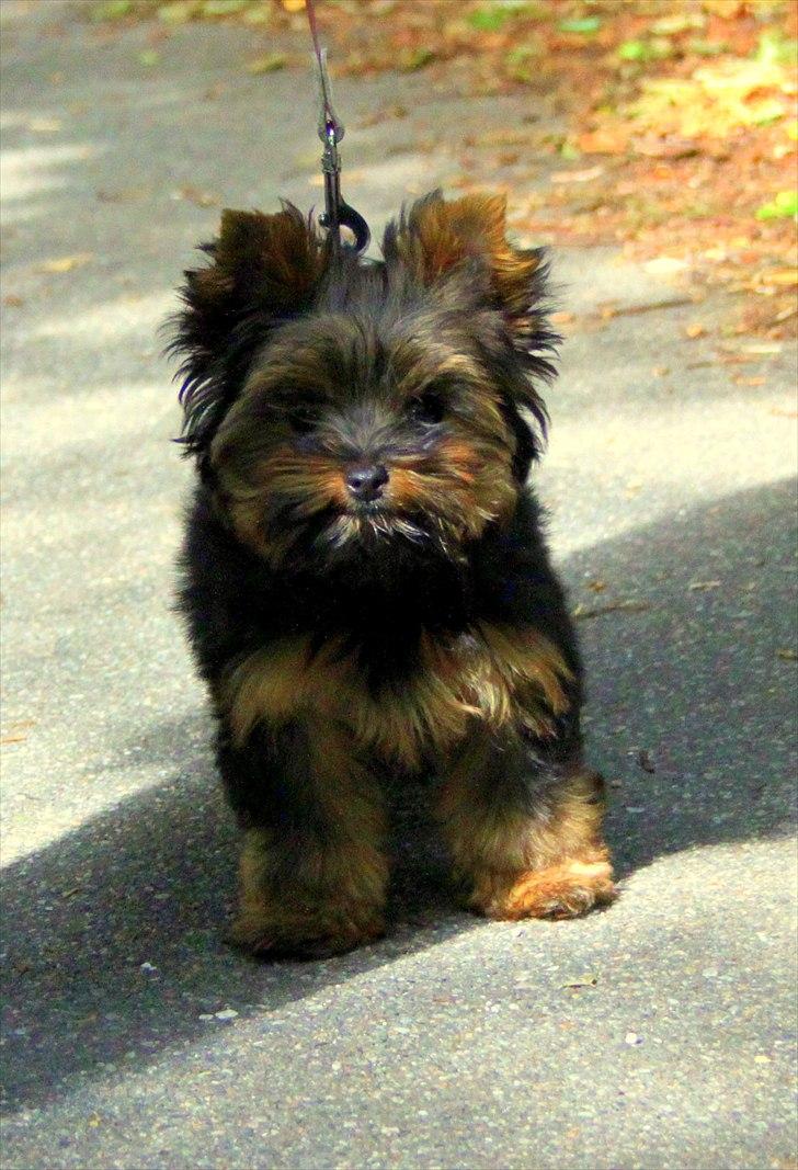 Yorkshire terrier Freja billede 5