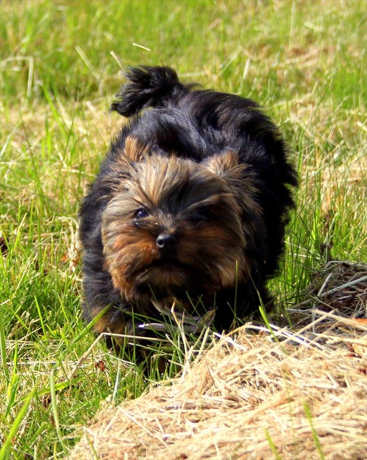 Yorkshire terrier Freja billede 6