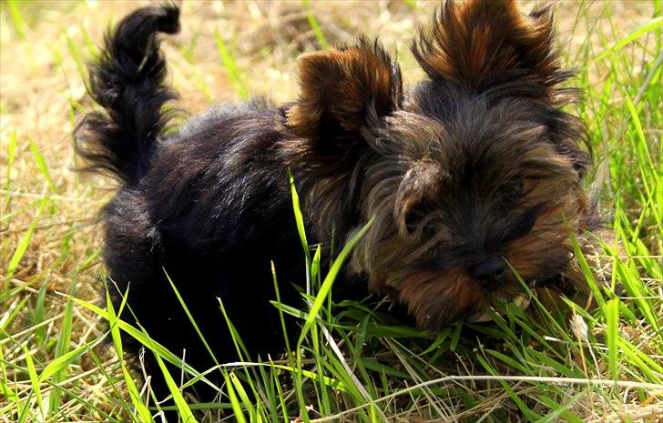 Yorkshire terrier Freja billede 7