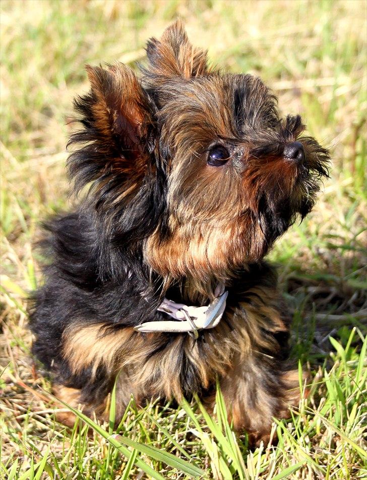 Yorkshire terrier Freja billede 8