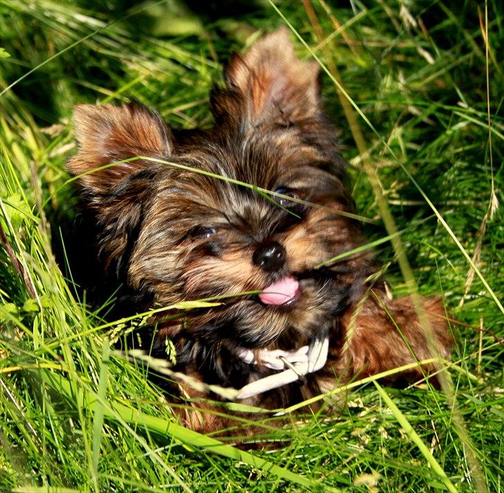 Yorkshire terrier Freja billede 9