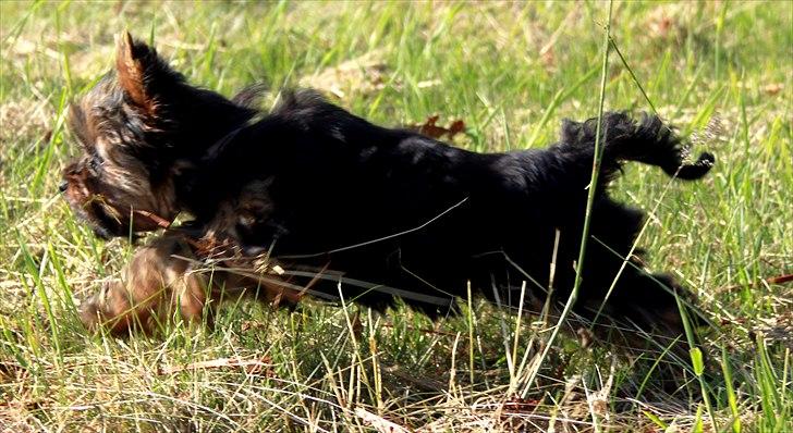 Yorkshire terrier Freja billede 10