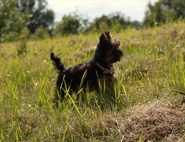 Yorkshire terrier Freja billede 11