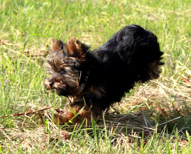 Yorkshire terrier Freja billede 12