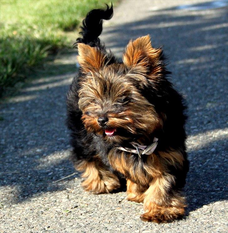 Yorkshire terrier Freja billede 13
