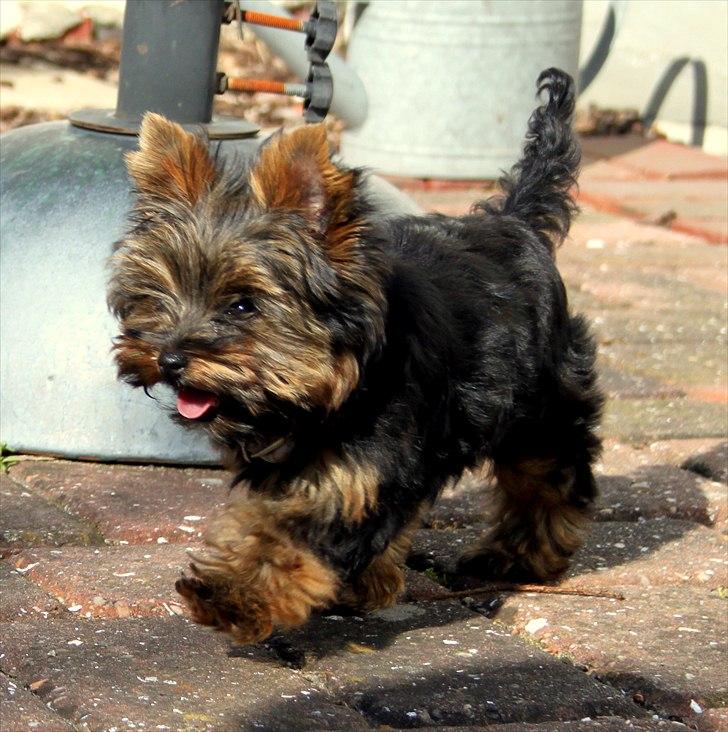 Yorkshire terrier Freja billede 14
