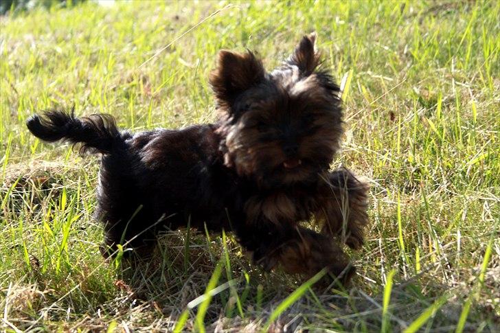 Yorkshire terrier Freja billede 15