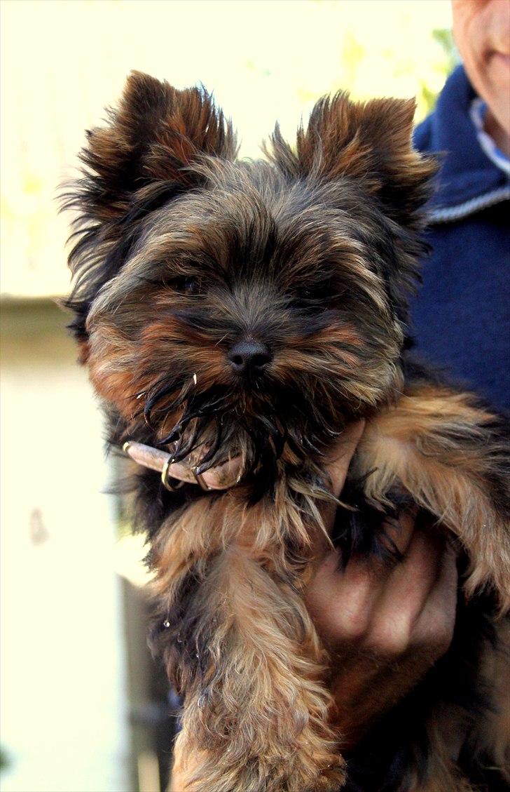 Yorkshire terrier Freja billede 16