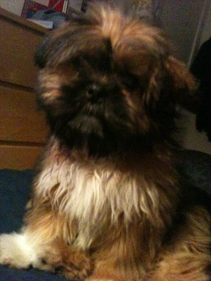 Shih tzu Carlo - 5 mdr gammel, og pjusket :-) billede 10