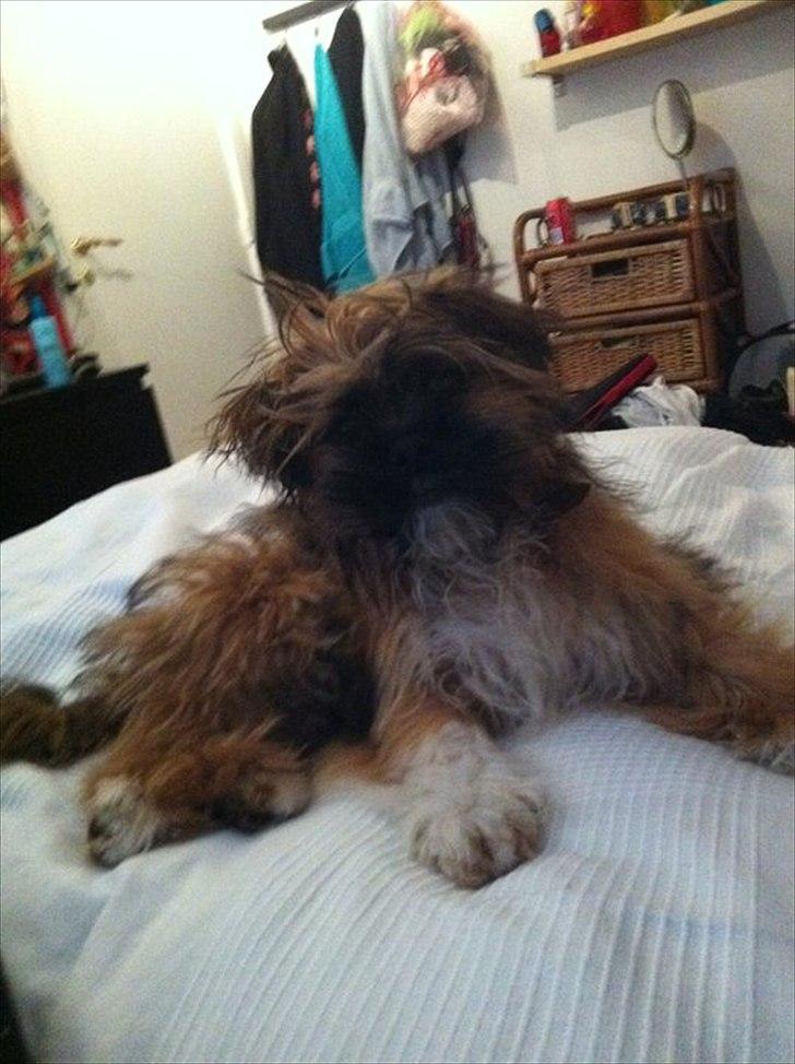 Shih tzu Carlo - 5 mdr gammel, og nybadet :-) billede 11