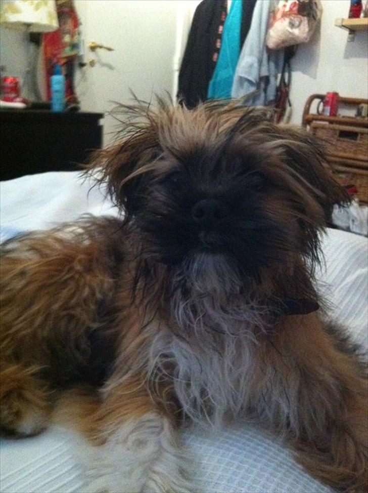 Shih tzu Carlo - 5 mdr gammel, og nybadet :-) billede 12