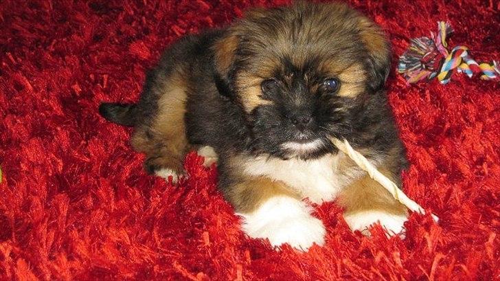 Shih tzu Carlo - 9 uger gammel :-) billede 13