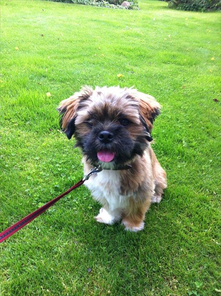 Shih tzu Carlo - Juni 2011, 10 mdr. gammel :-) billede 14