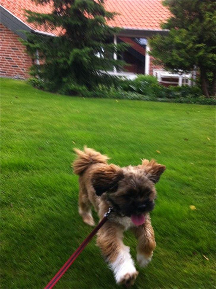 Shih tzu Carlo - Juni 2011, 10 mdr. gammel :-) billede 15