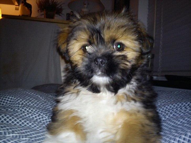 Shih tzu Carlo - 12 uger :-) billede 16