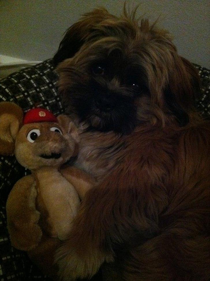 Shih tzu Carlo - 8 mdr gammel, putter med sin ynglingsbamse :-) billede 17