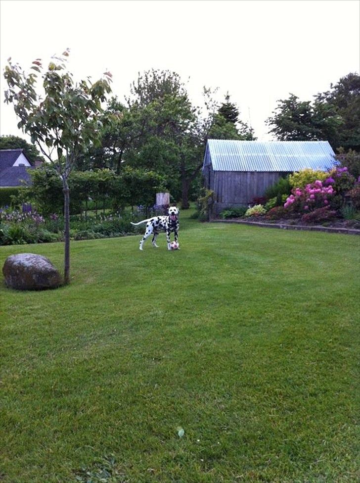 Dalmatiner Crazyspots Atlas billede 13