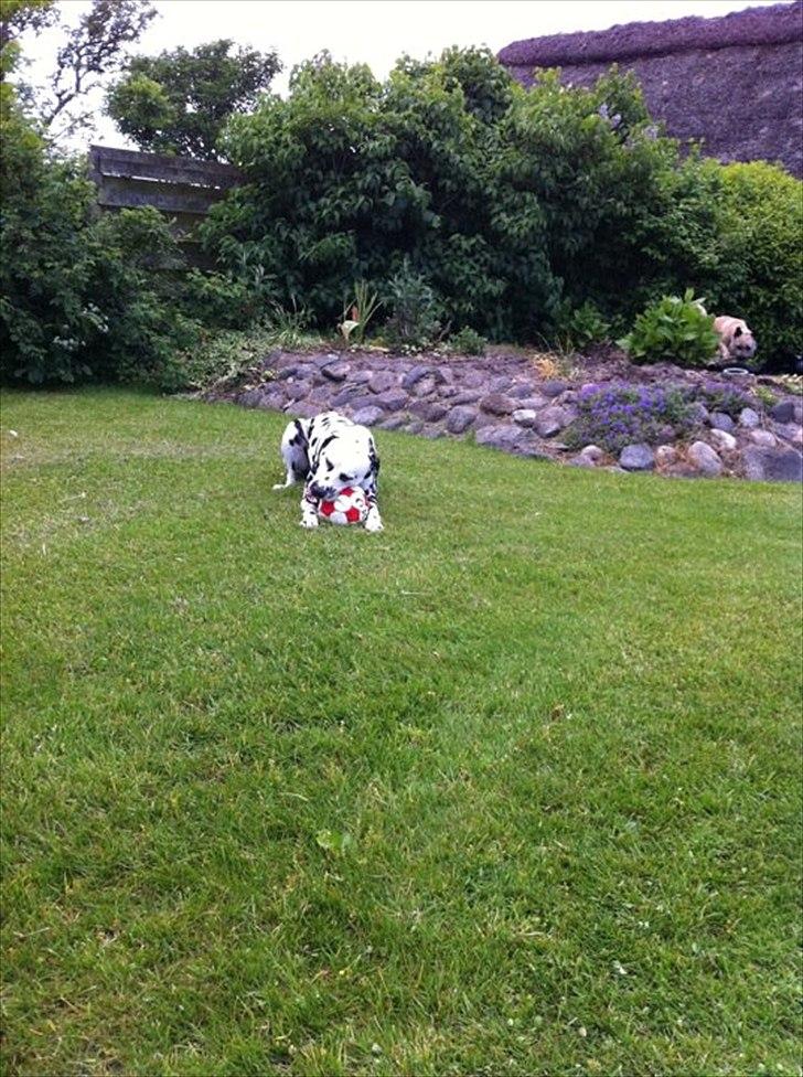 Dalmatiner Crazyspots Atlas billede 14