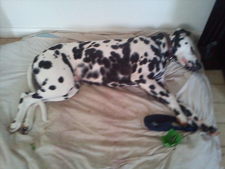 Dalmatiner Crazyspots Atlas billede 15