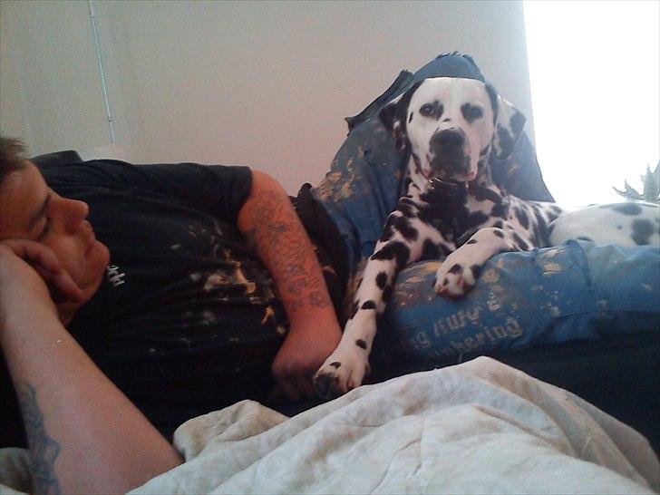 Dalmatiner Crazyspots Atlas billede 16