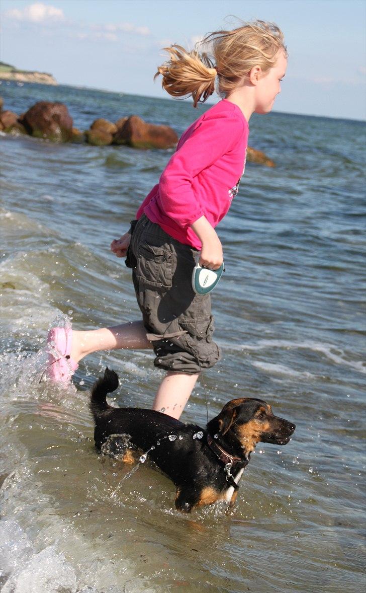 Jack russell terrier blanding Ingolf (Snold) - Signe og Ingolf i vandet, kort efter vi havde fået ham :) billede 35