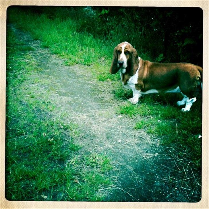 Basset hound Wilma billede 5
