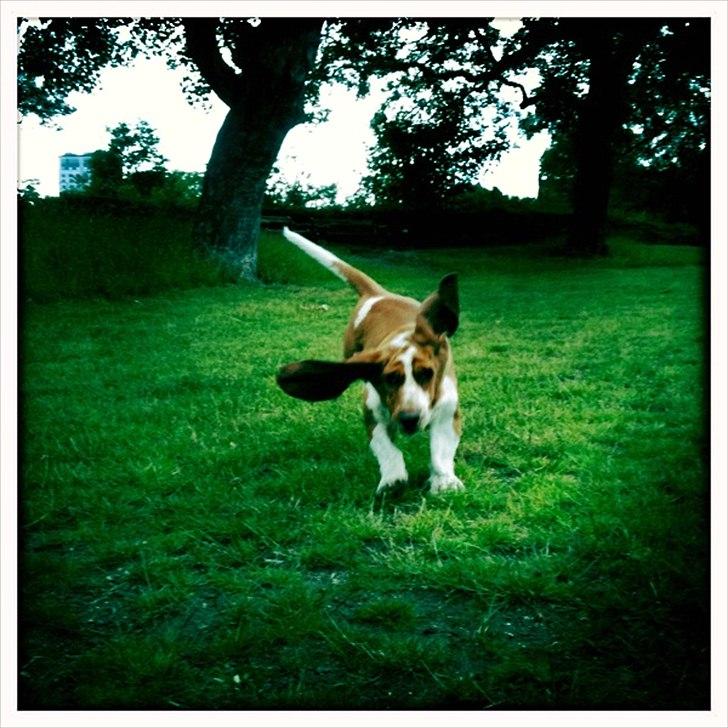 Basset hound Wilma - Wilma i fuld galop..  billede 4