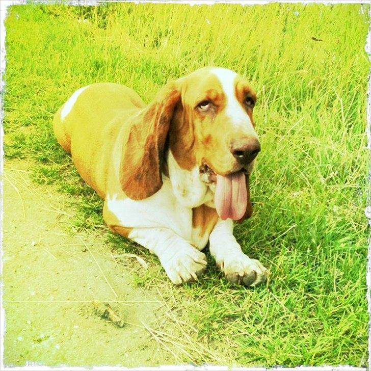 Basset hound Wilma - En træt basset hound.. "Jeg gider ikke gå hjem" billede 18