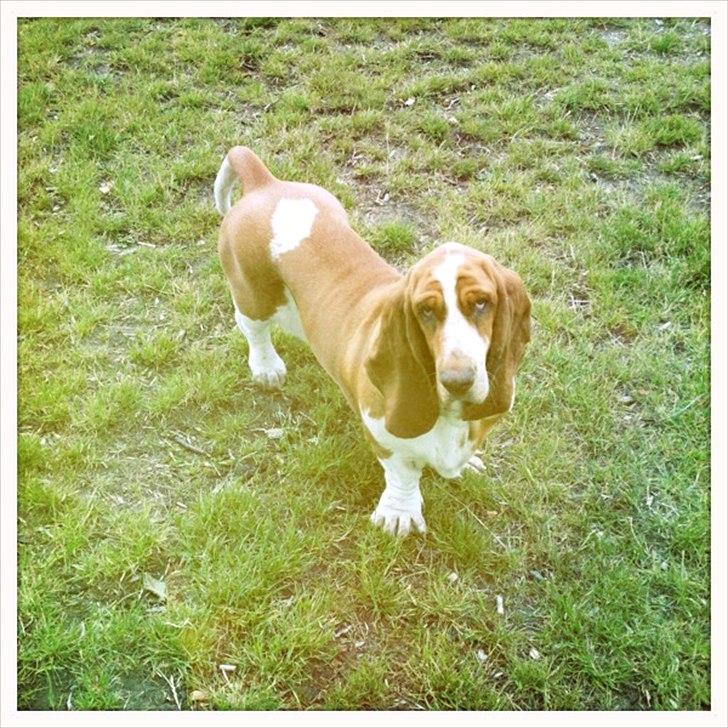 Basset hound Wilma billede 19