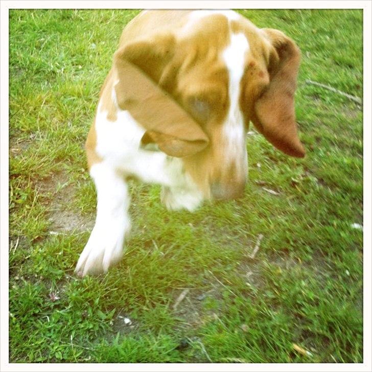 Basset hound Wilma - Hop hop billede 20