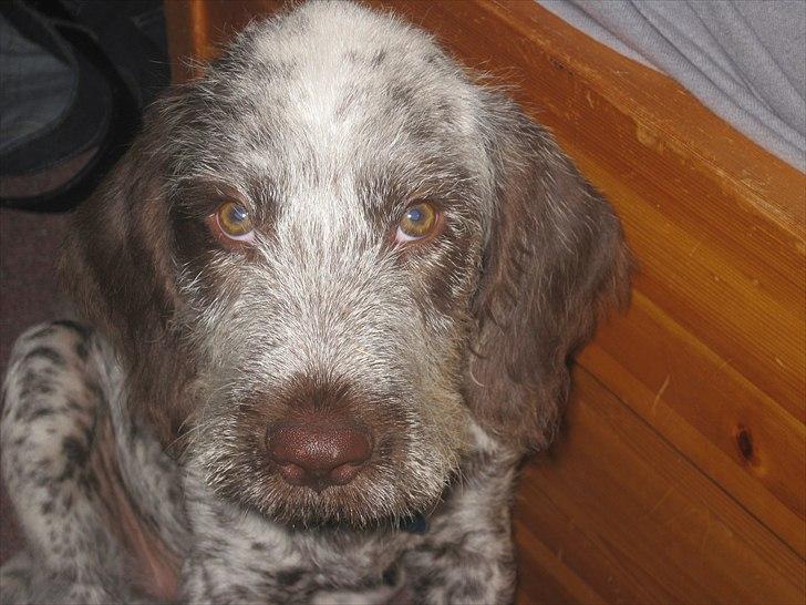 Blanding af racer Cocio billede 1