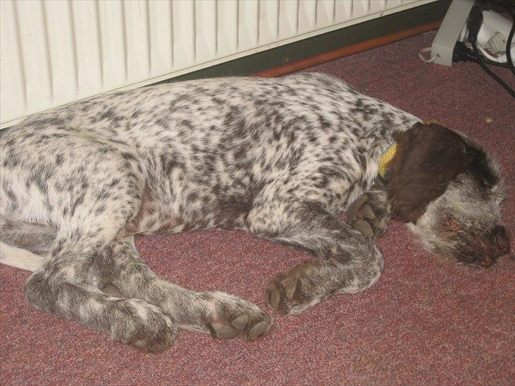 Blanding af racer Cocio billede 2