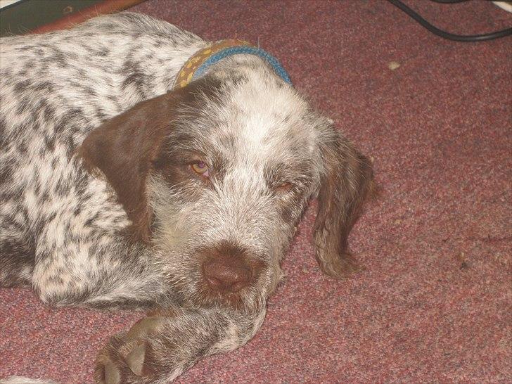 Blanding af racer Cocio billede 3