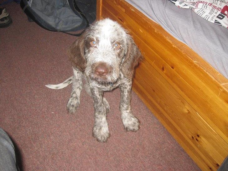 Blanding af racer Cocio billede 4