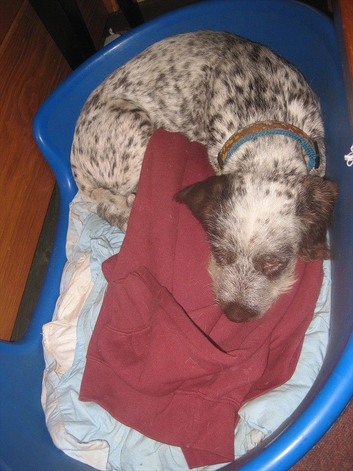 Blanding af racer Cocio billede 5