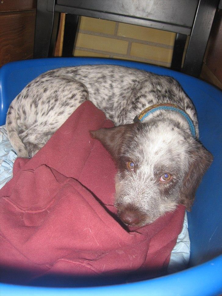 Blanding af racer Cocio billede 6