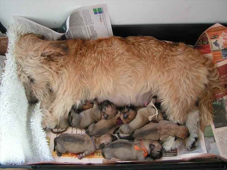 Irish Glen of Imaal Terrier Mac Nally's Ailbhe (Alva) - Alva med hendes SKØNNE hvalpe, som hun fik tilbage i 2007. Syv skønne blev det til, to hanner og fem tæver. billede 20