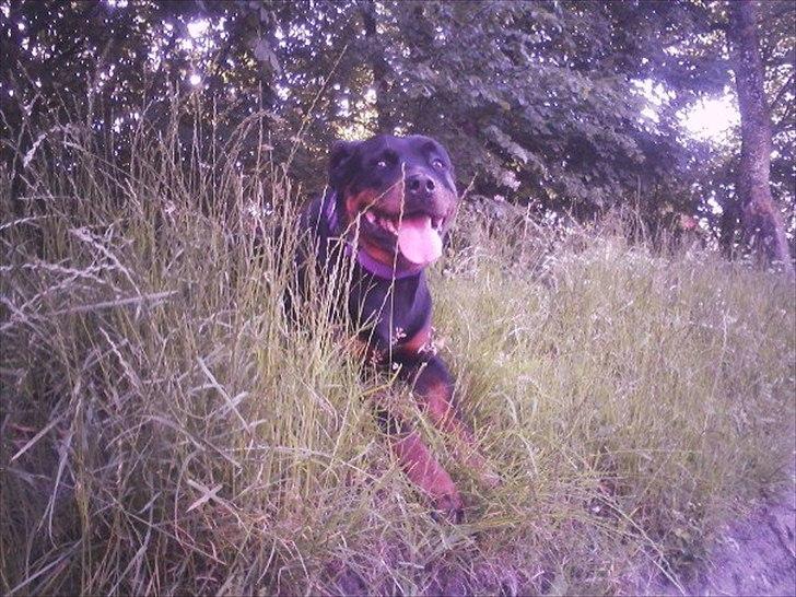 Rottweiler Asja vom Tanneneck billede 7