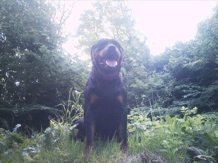 Rottweiler Asja vom Tanneneck - skønne Asja billede 1