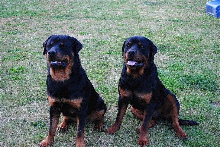 Rottweiler Ai-Jen Anakin R.I.P 2010 - en trist trist dag..... dejlige Aron og cash vandt desværre ikke kampen og der tændes nu en ny stjerne på himlen som kan glimte på os alle...... billede 6