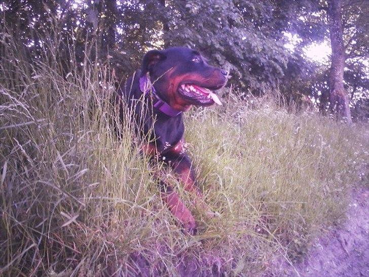 Rottweiler Asja vom Tanneneck billede 3