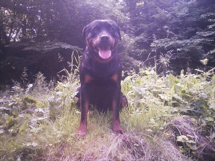 Rottweiler Asja vom Tanneneck billede 4