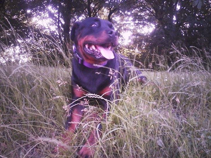 Rottweiler Asja vom Tanneneck billede 5