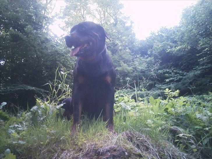 Rottweiler Asja vom Tanneneck billede 2