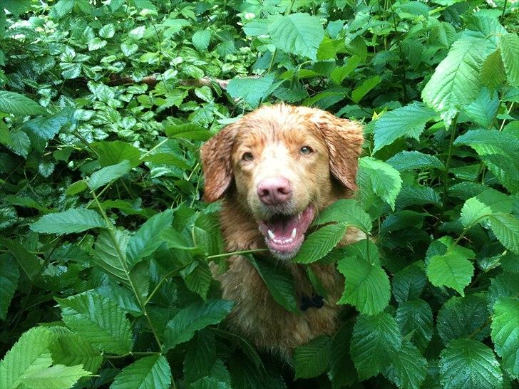 Nova scotia duck tolling retriever Simba - Hehe, en sød våd vovse!<3;D billede 12