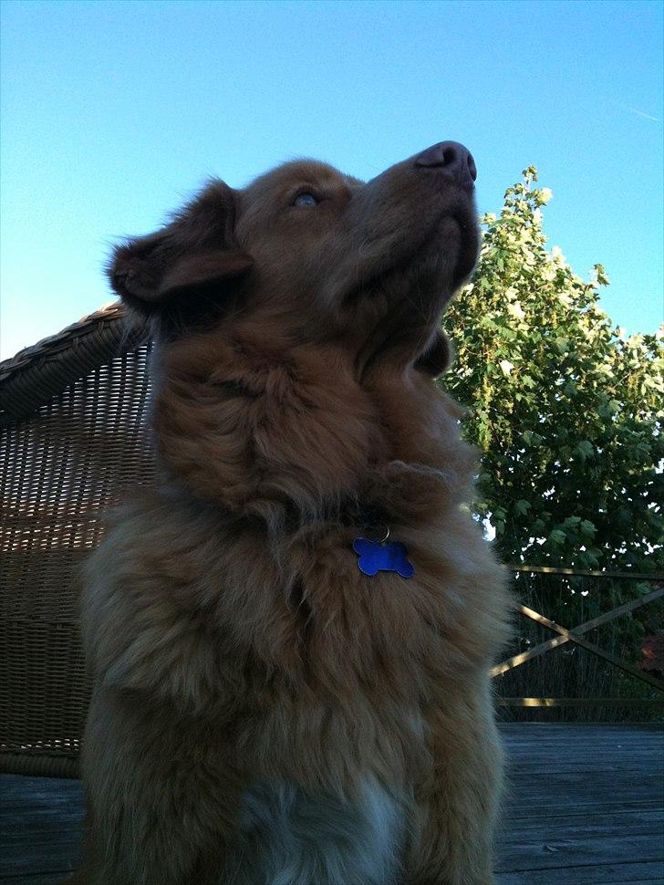 Nova scotia duck tolling retriever Simba - Smuk vovse!<3 billede 16