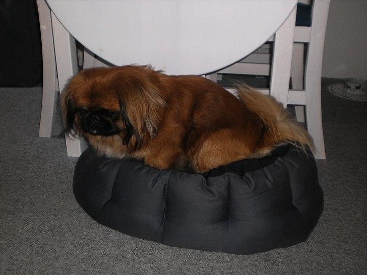 Pekingeser Monty - Monty fik vendtr hans kurv om billede 20