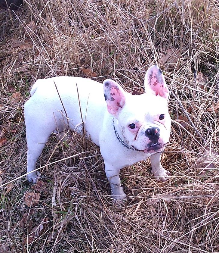 Fransk bulldog Fiona billede 18